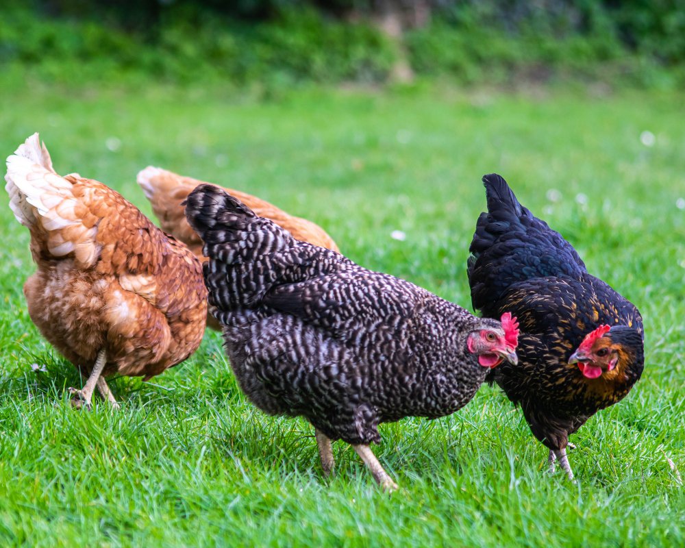 How Raising Chickens Saved Me Money Over Time