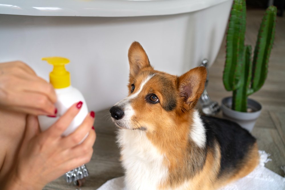 Cut Vet Costs: Natural Flea Remedies You Can Make at Home