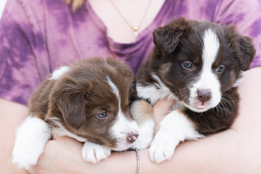 New Puppy, New Budget: A First-Year Financial Checklist for Pet Owners